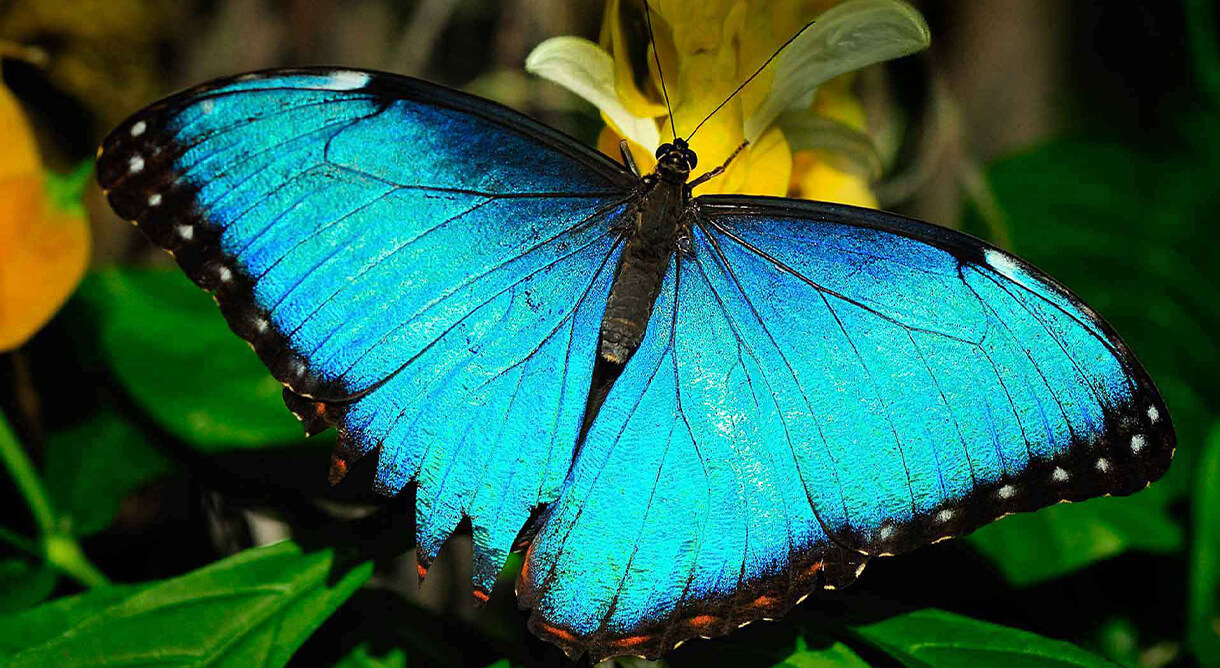 Schmetterling im Dumba Park