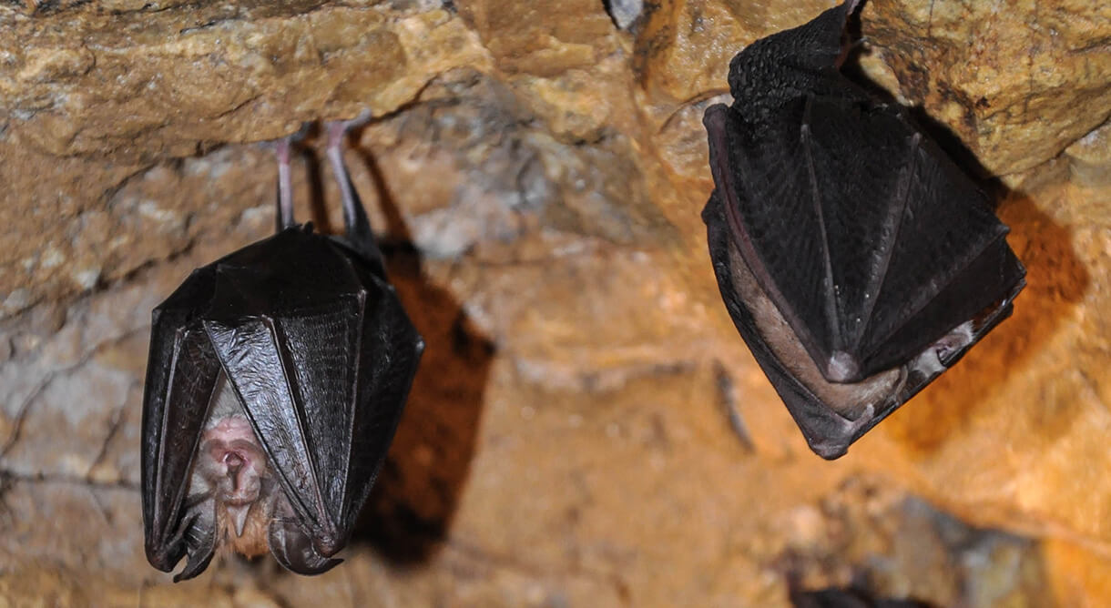 Fledermäuse