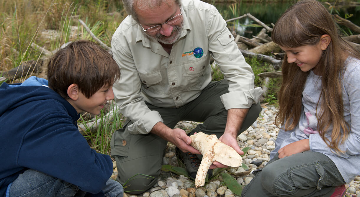 Entdeckungsreise im Nationalpark Donau-Auen
