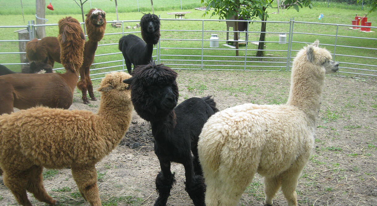 Alpakas