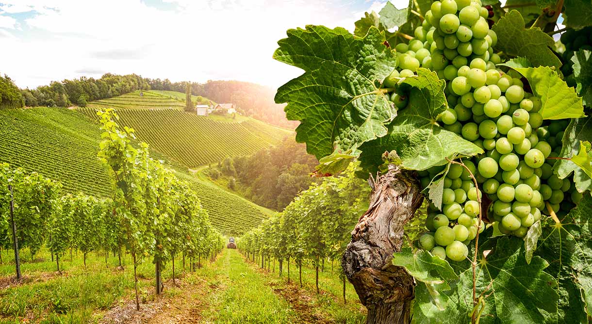 Steirische Weinstraße